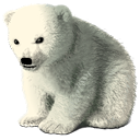 Baby%20Polar%20Bear.png